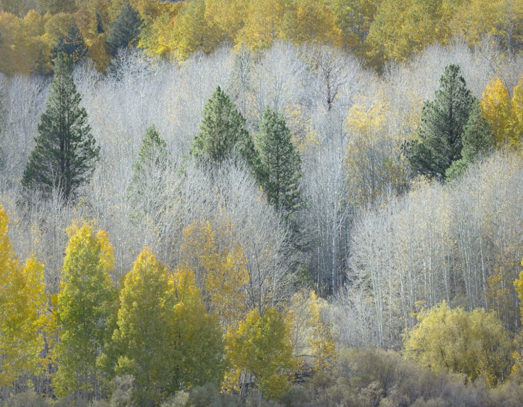 The Evergreens - Susan Quinn